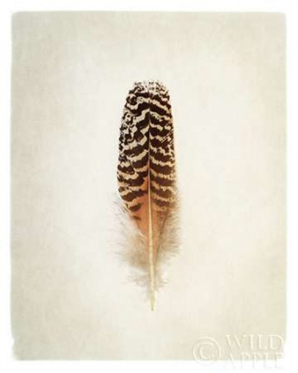 Feather I Poster Print by Debra Van Swearingen - Item # VARPDX22281